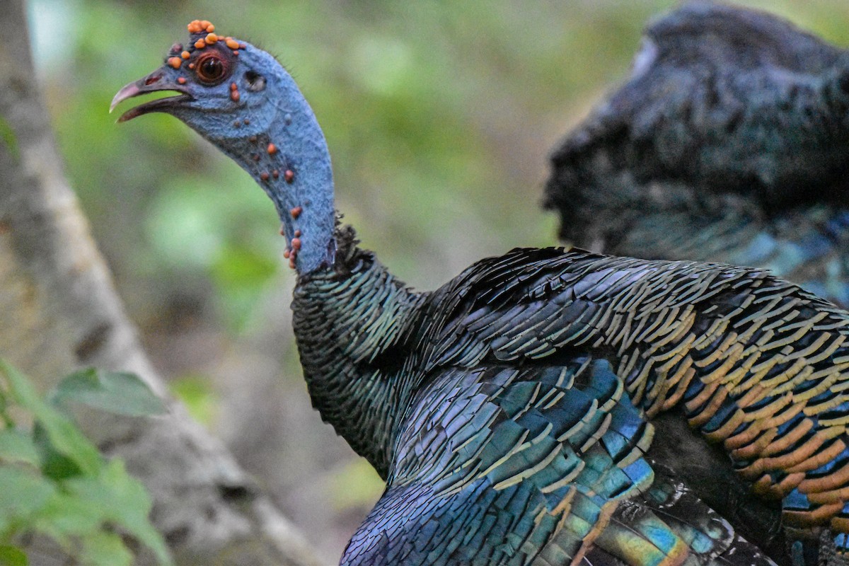 Ocellated Turkey - Juan Diego S.R.