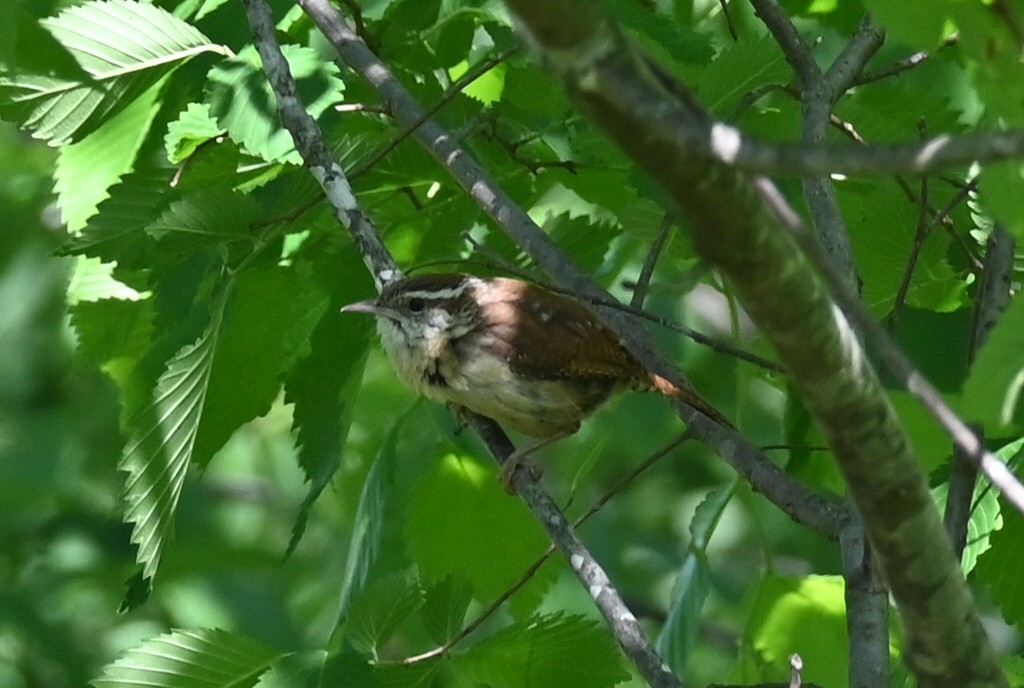 Carolina Wren - Dale Barlow