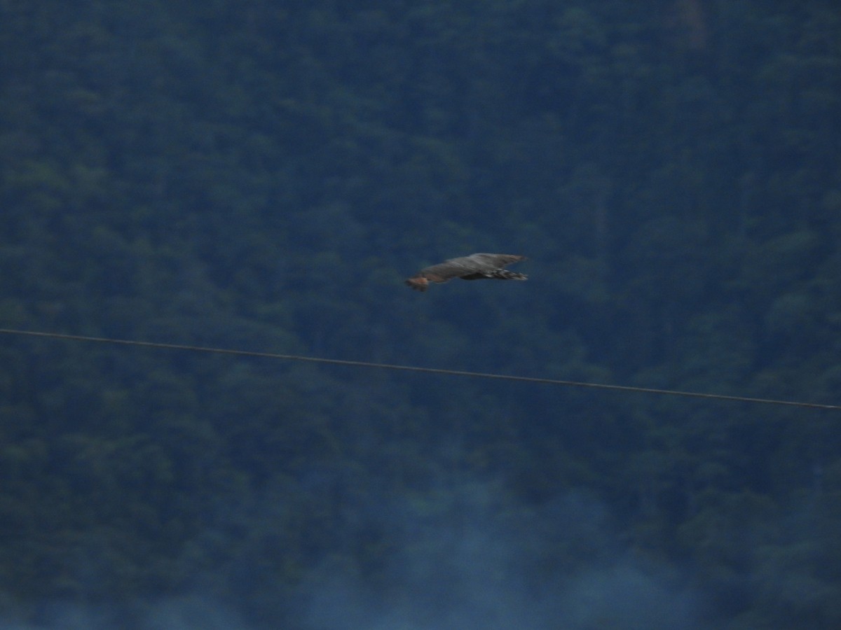 Roadside Hawk - ML618939403
