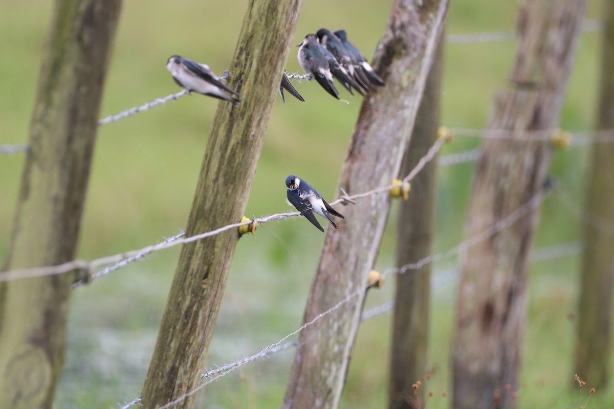 Chilean Swallow - ML618939417