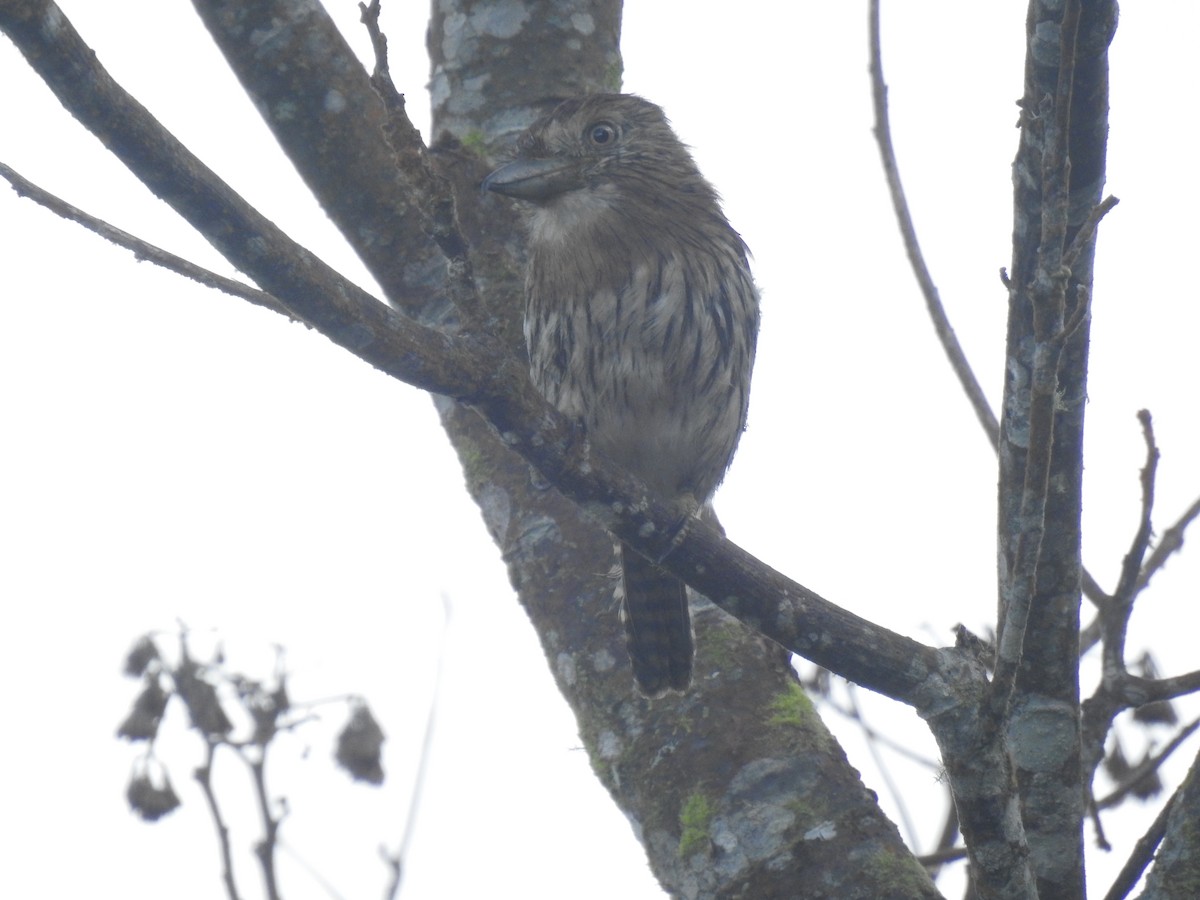 Western Striolated-Puffbird - ML618939446