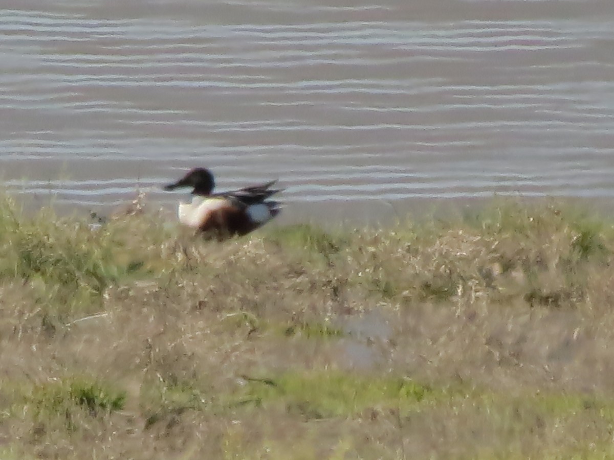 Northern Shoveler - F Alvarez