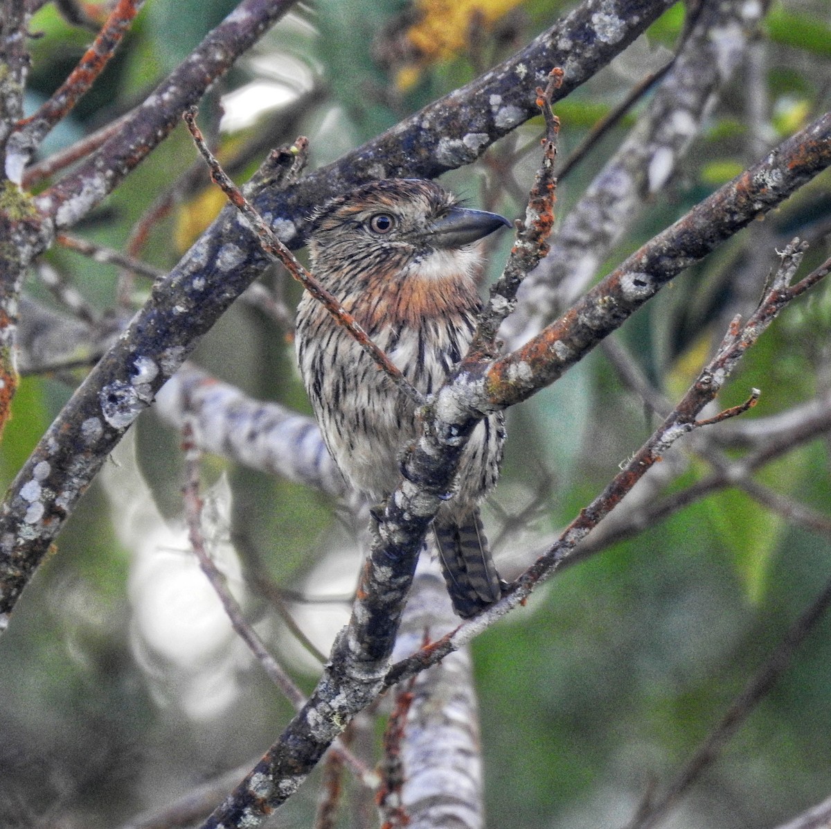 Western Striolated-Puffbird - fabian castillo