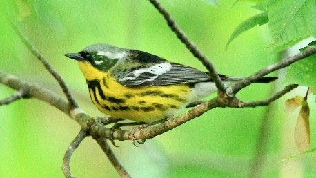 Magnolia Warbler - Michael Smith