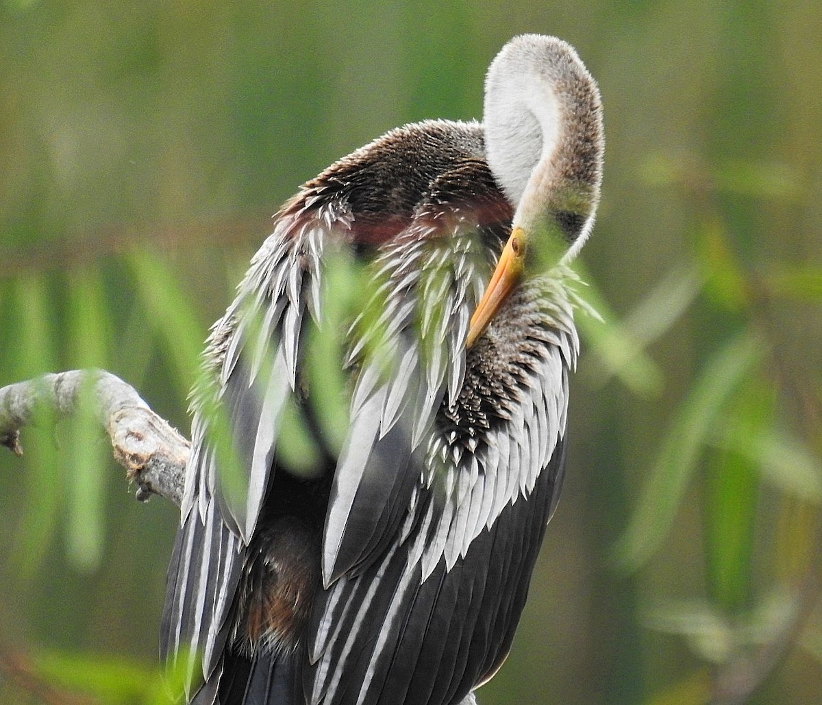 Anhinga - Daniel Lescano