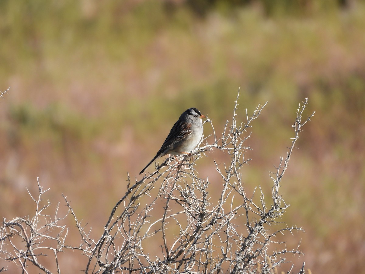 White-crowned Sparrow (Gambel's) - Carl Lundblad