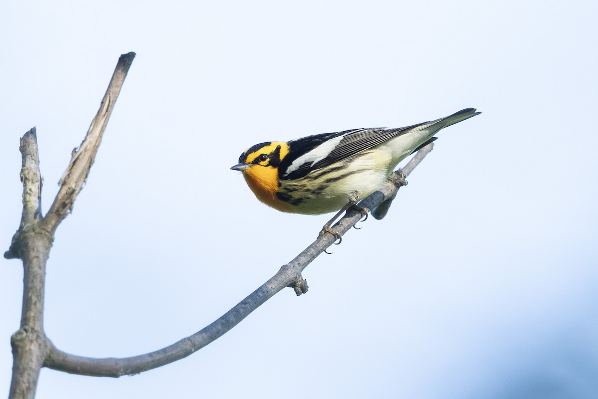 Blackburnian Warbler - John Troth