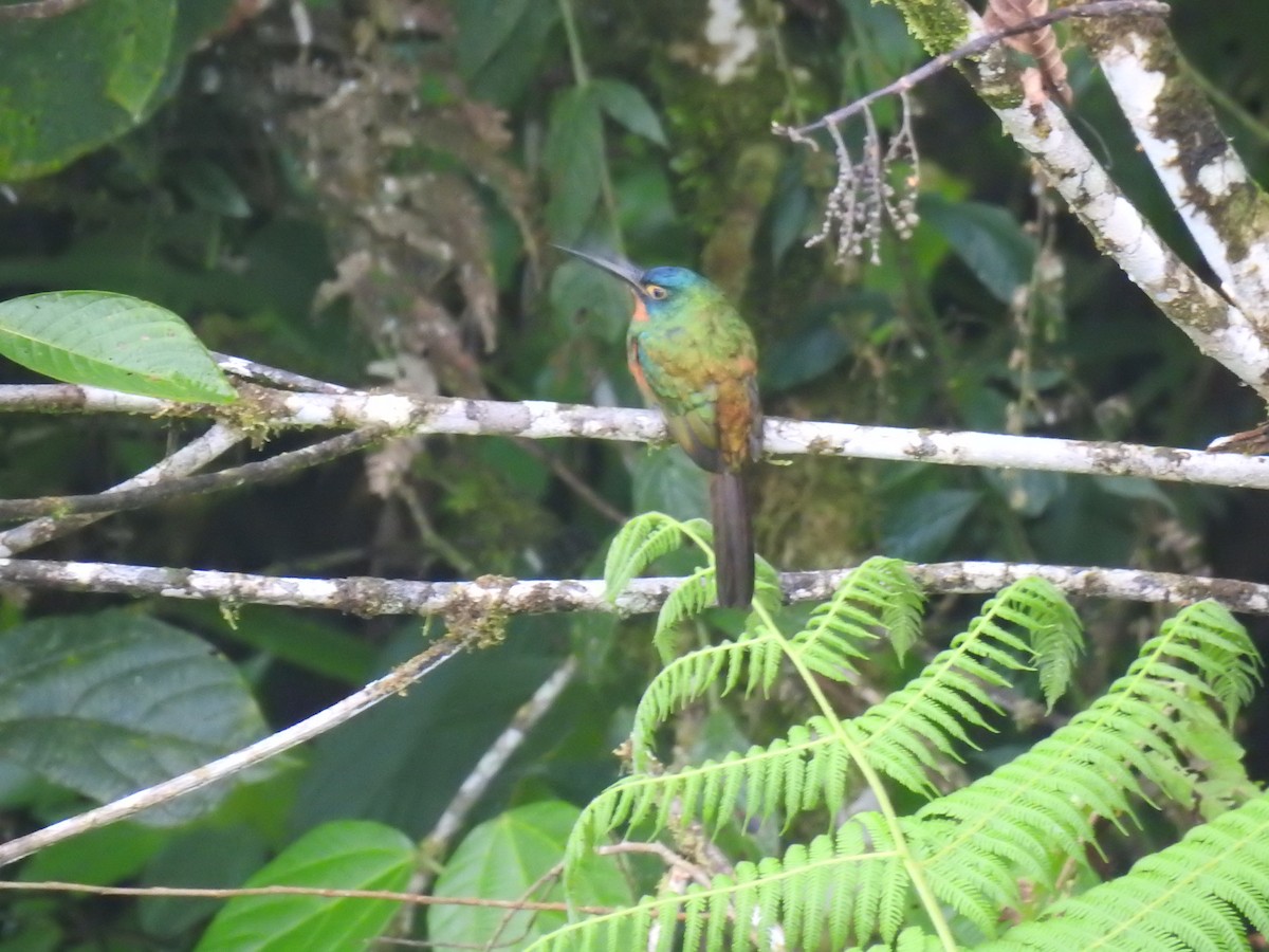 Coppery-chested Jacamar - ML618939500