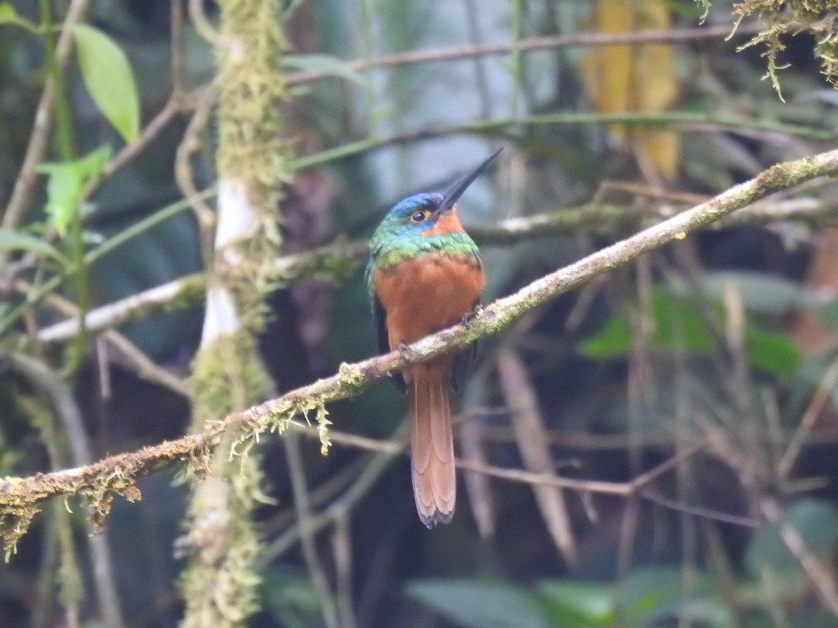 Coppery-chested Jacamar - ML618939501