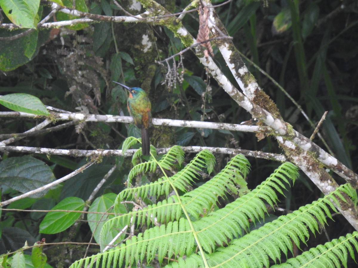 Coppery-chested Jacamar - ML618939502