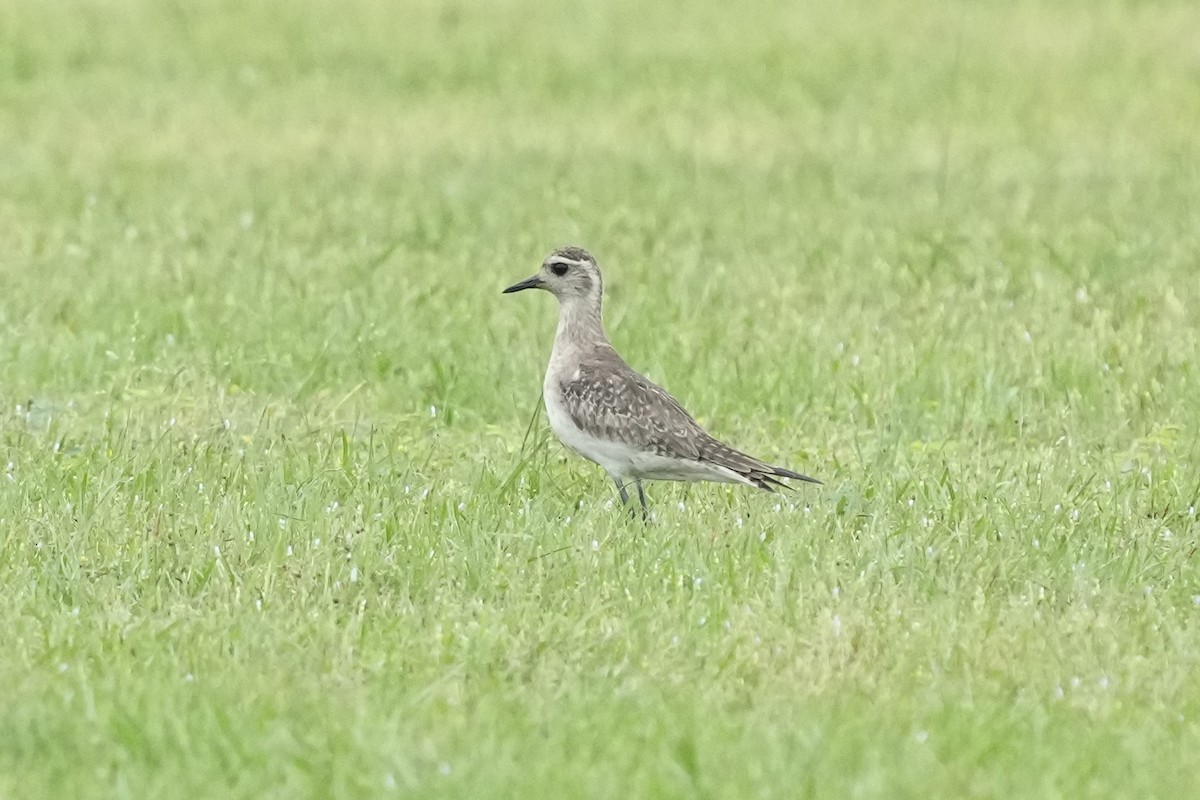 American Golden-Plover - ML618939508