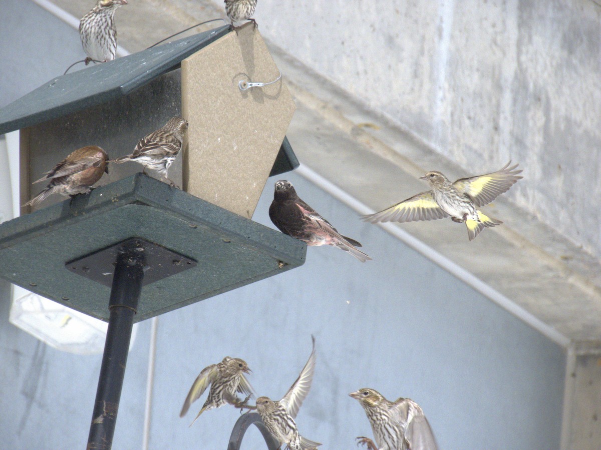 Black Rosy-Finch - Beth  Cottam