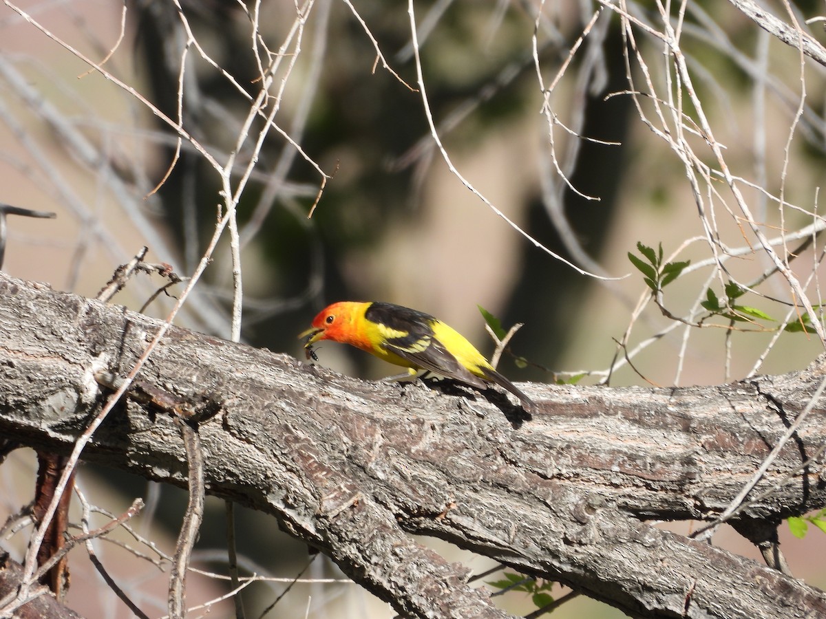 Western Tanager - Carl Lundblad