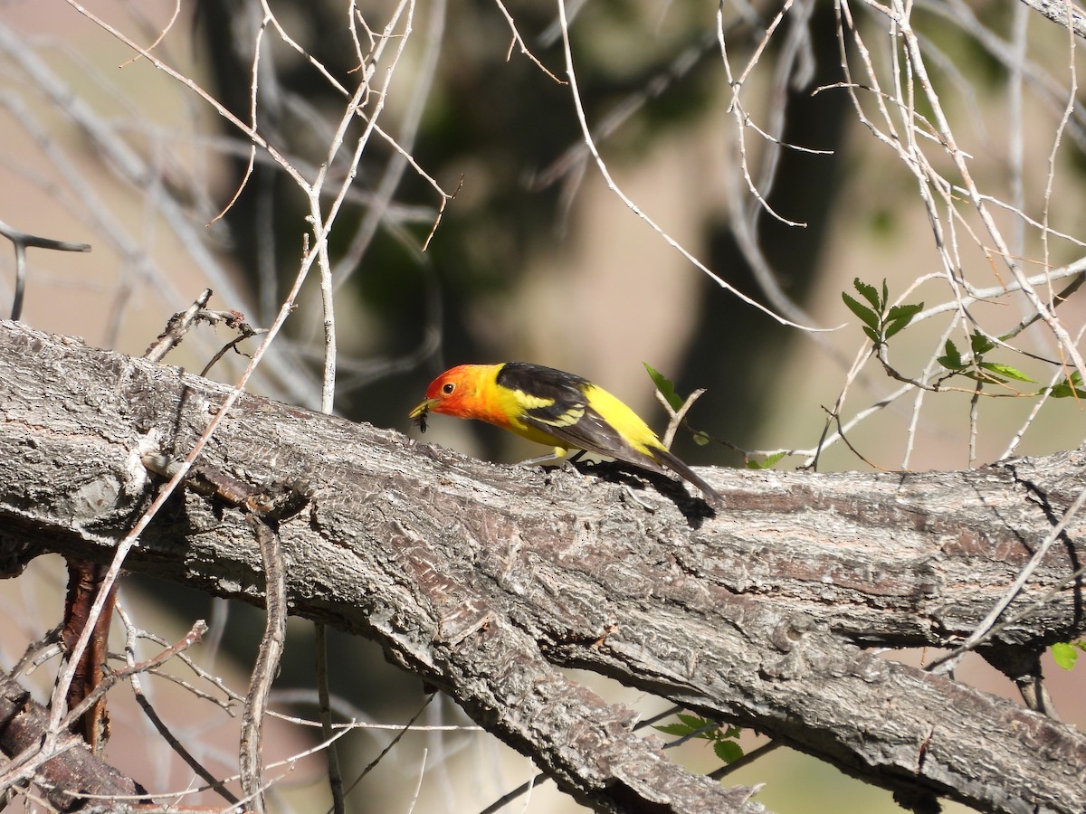 Western Tanager - Carl Lundblad