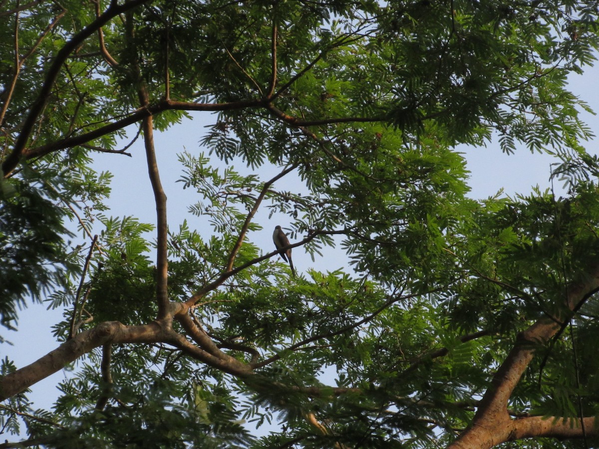 Yellow-billed Cuckoo - ML618939546