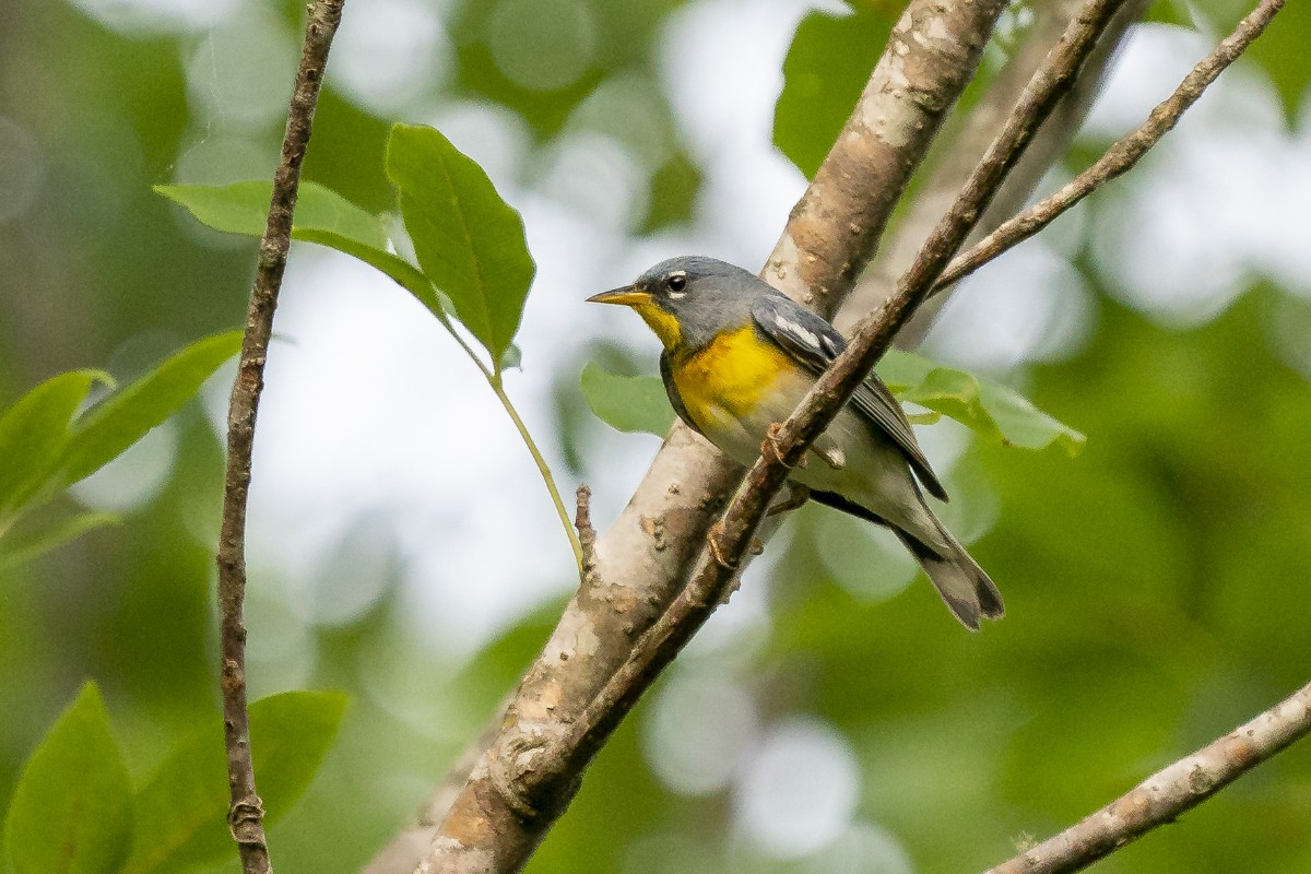 Northern Parula - Slawomir Dabrowski