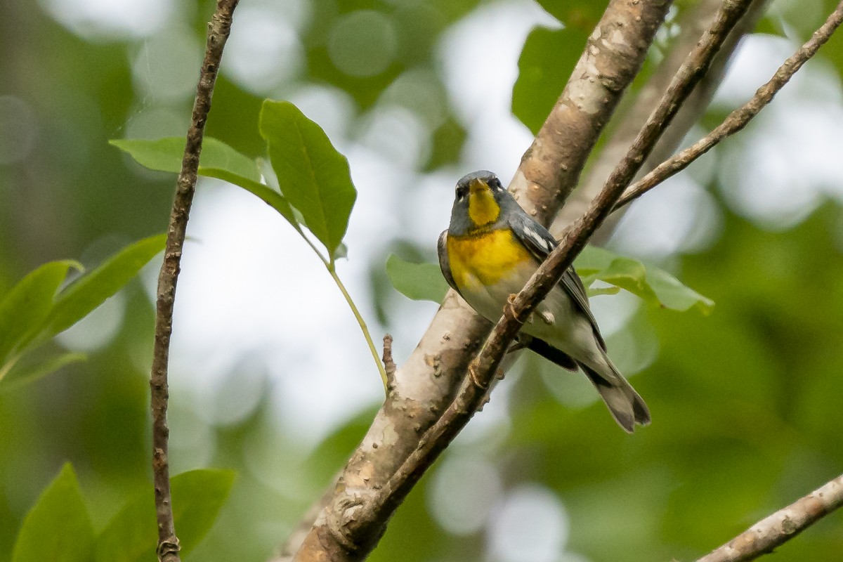 Northern Parula - Slawomir Dabrowski