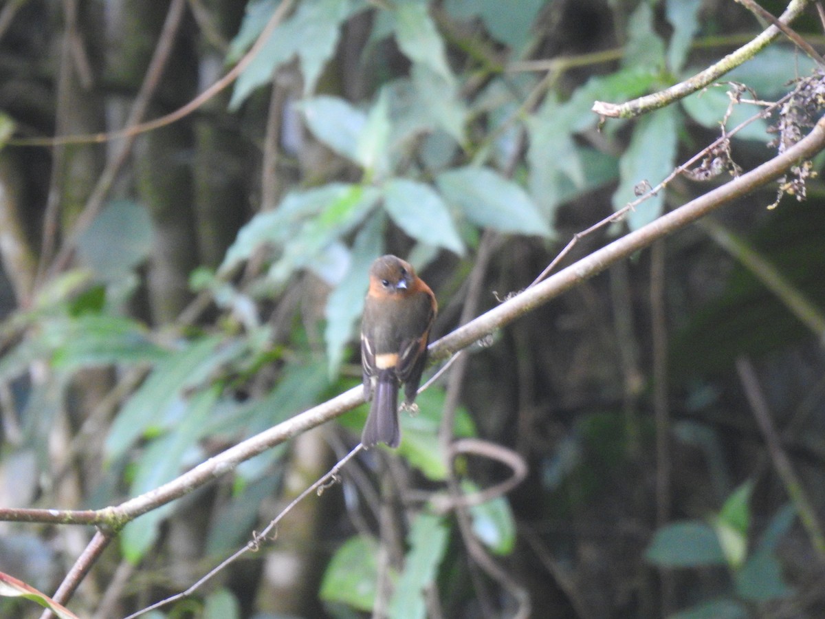 Cinnamon Flycatcher - fabian castillo