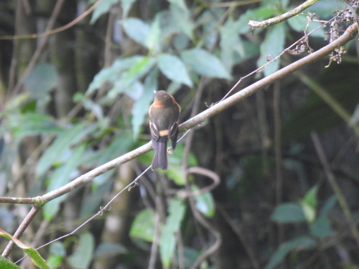 Cinnamon Flycatcher - fabian castillo