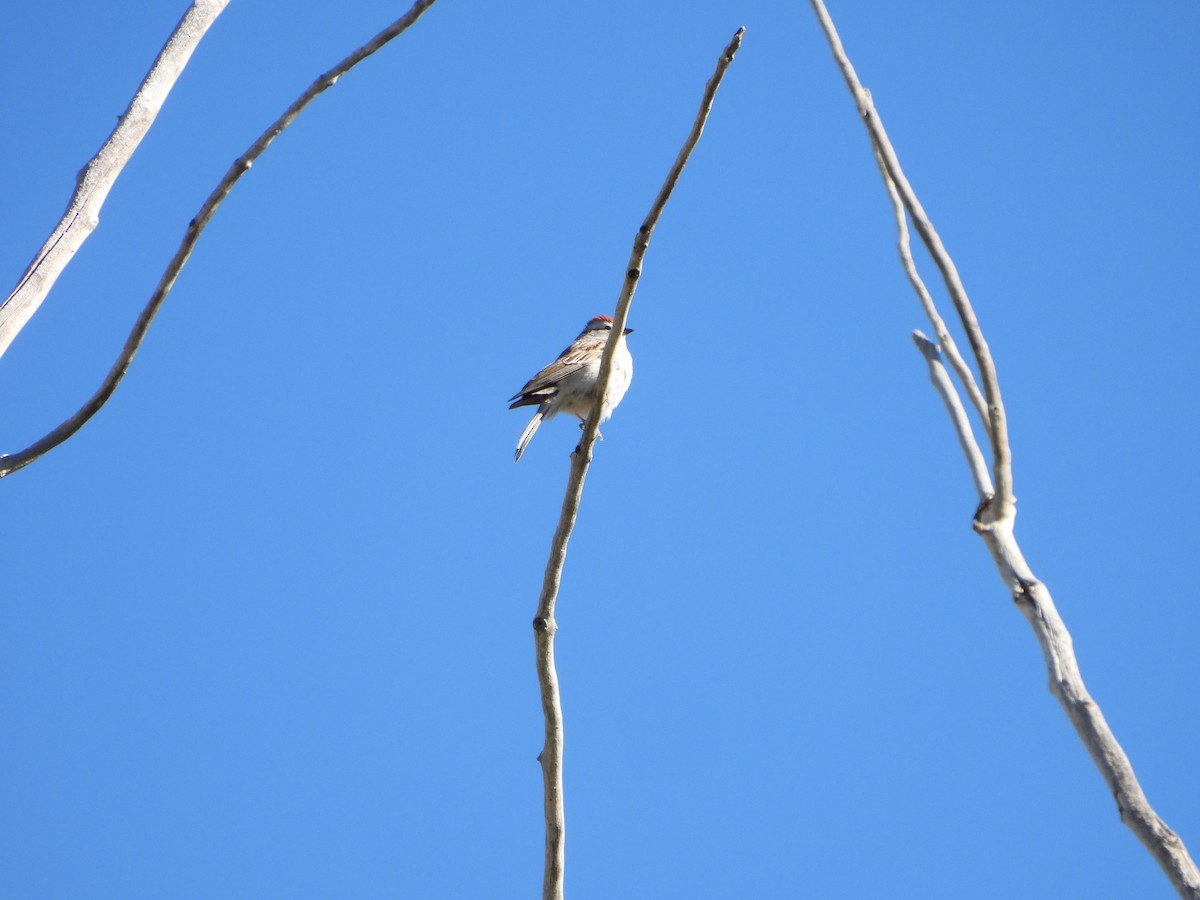 Chipping Sparrow - Carl Lundblad