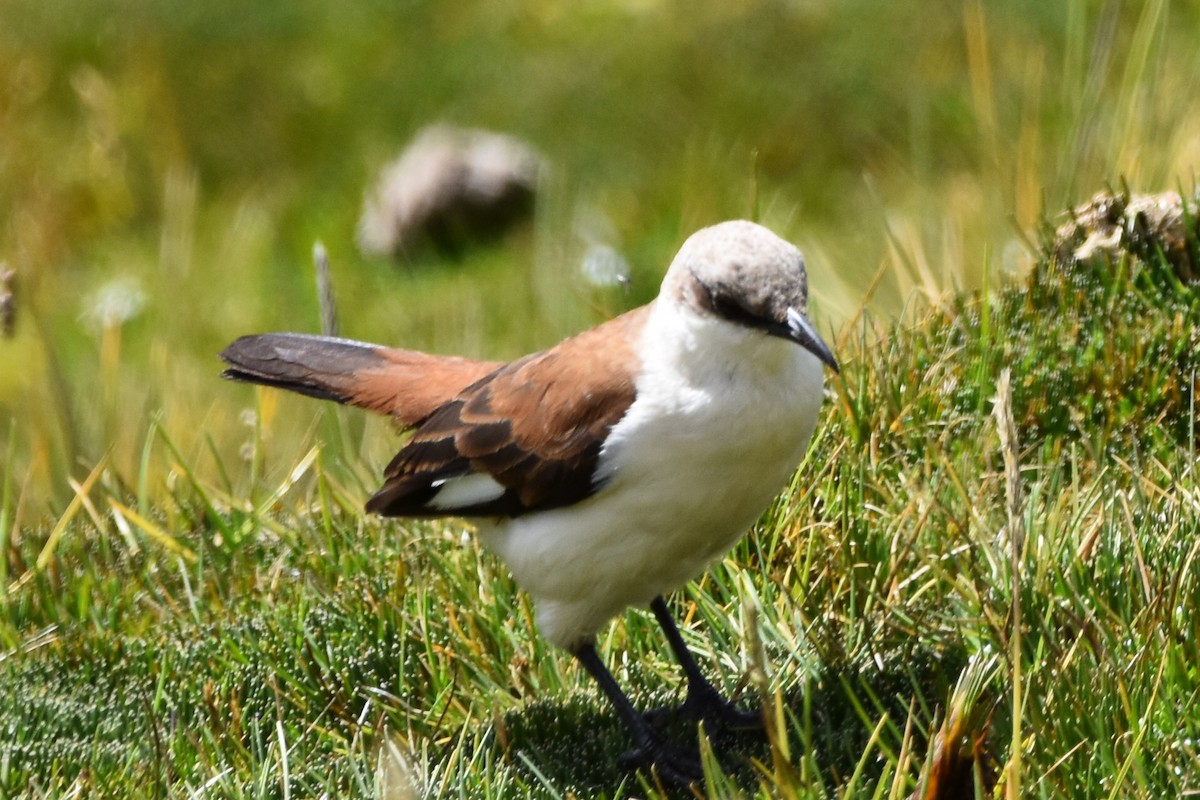 White-bellied Cinclodes - ML618939604