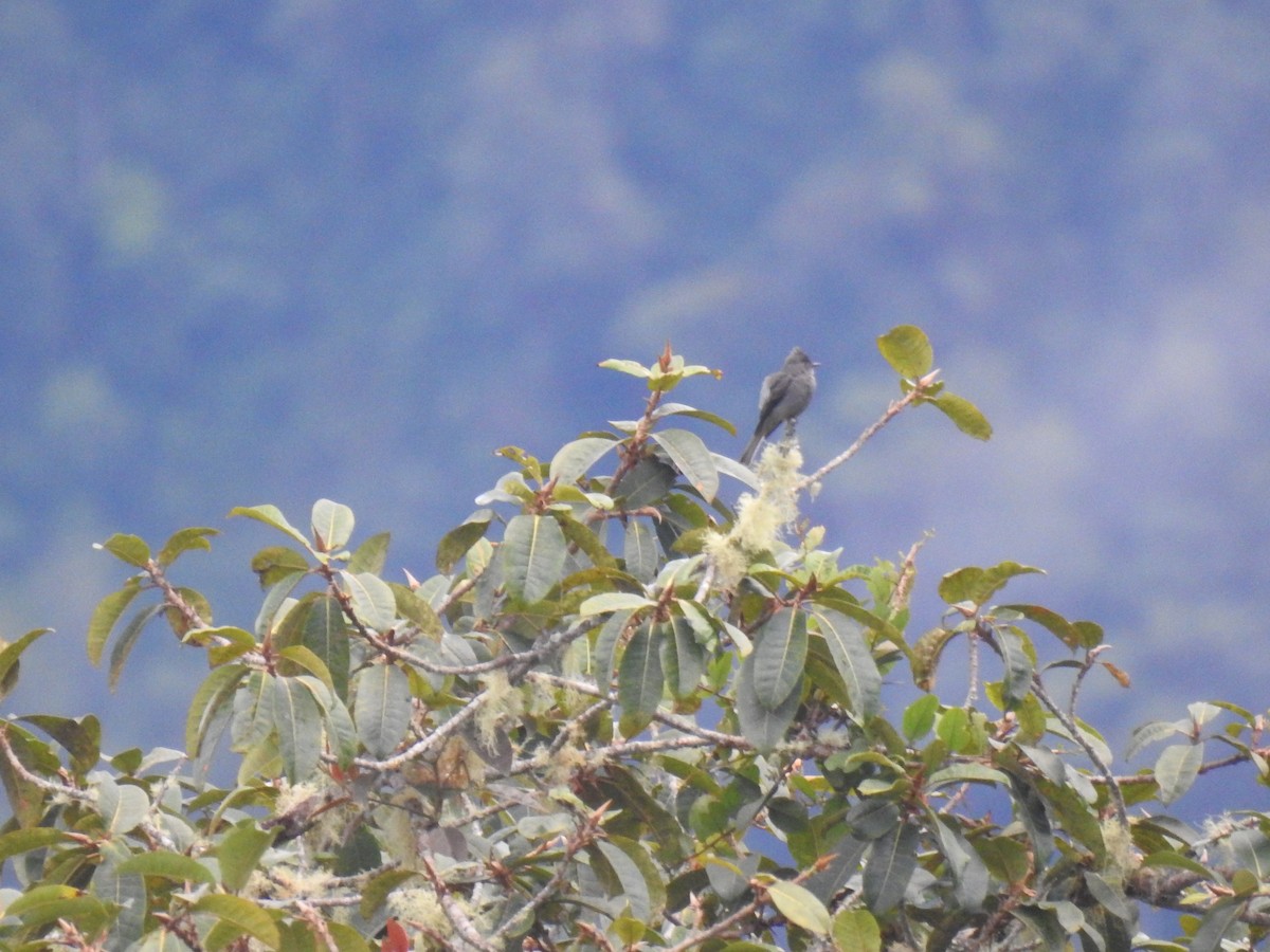 Smoke-colored Pewee - fabian castillo