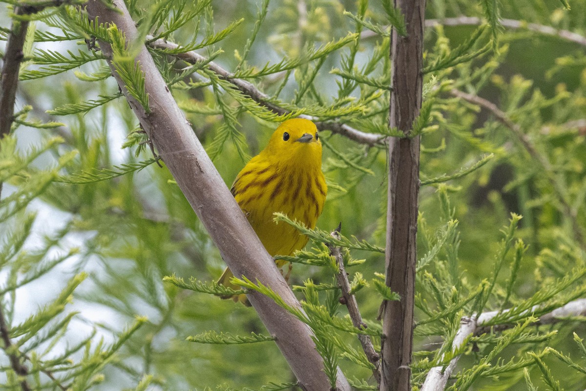 Yellow Warbler - ML618939637