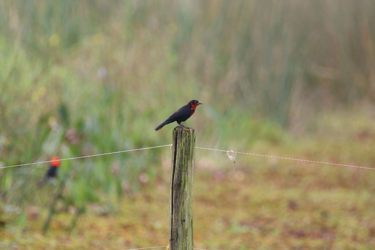 Scarlet-headed Blackbird - ML618939642