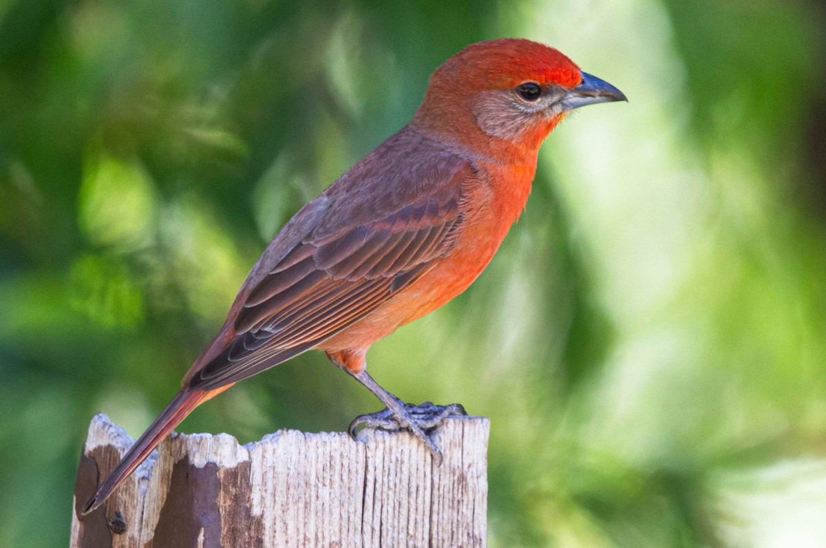 Hepatic Tanager - John Scharpen