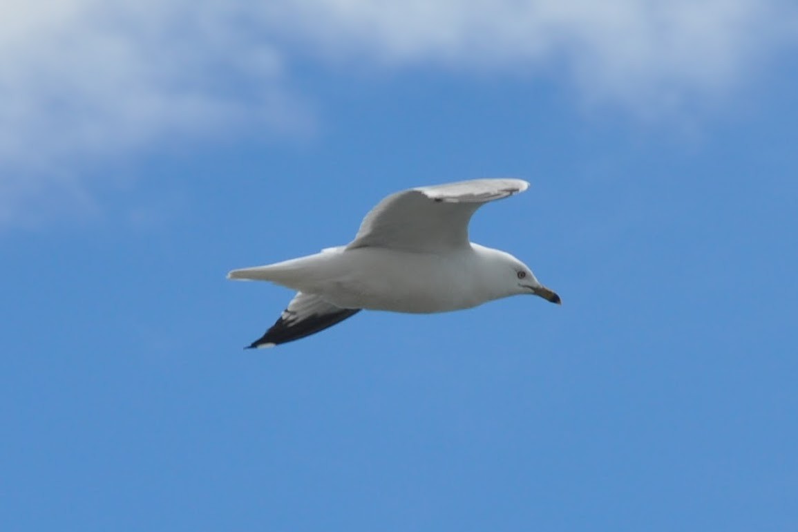 Ring-billed Gull - ML618939651