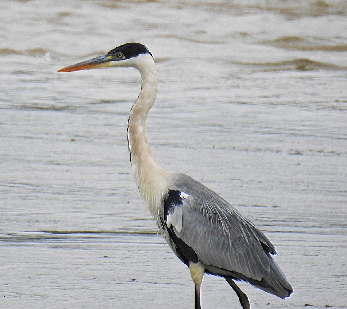 Cocoi Heron - Daniel Lescano