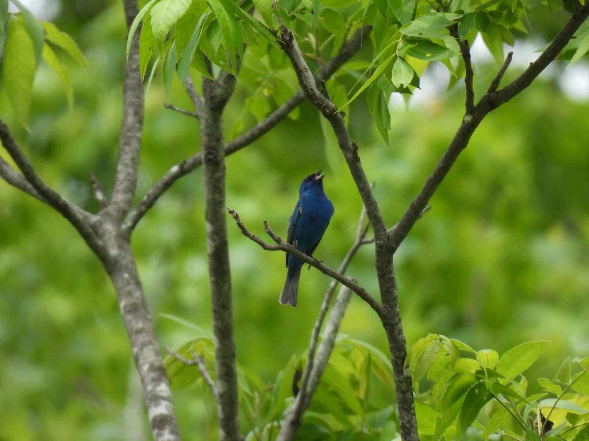 Indigo Bunting - Ruby Rolland