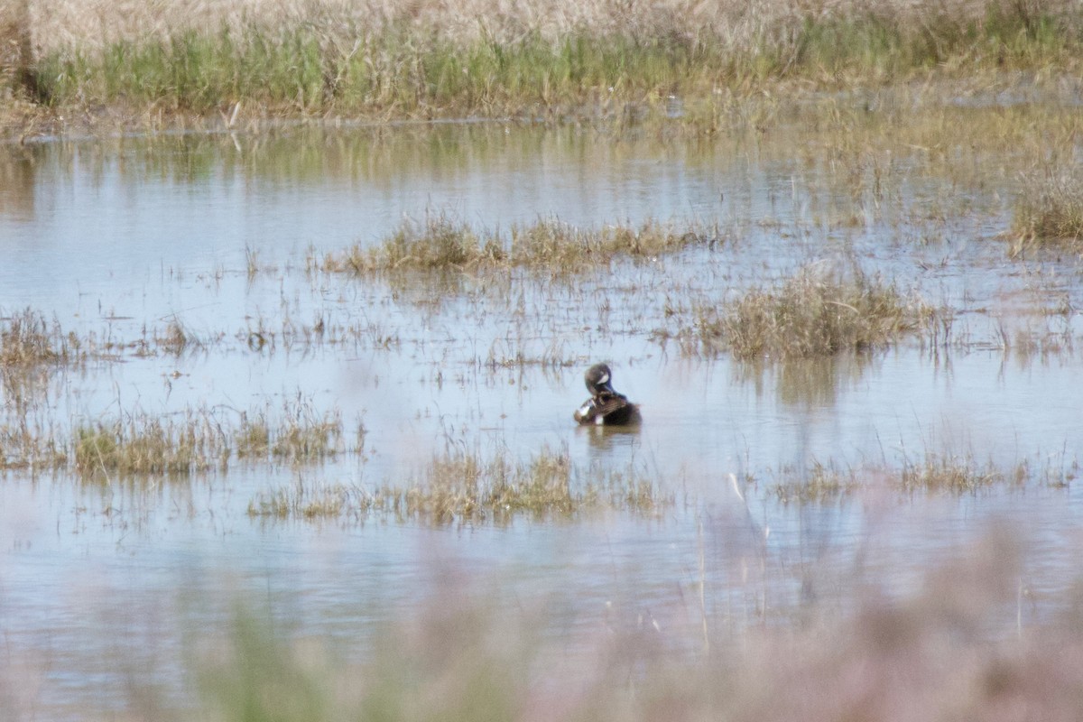 Blue-winged Teal - ML618939669