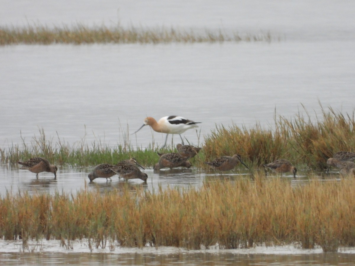 Long-billed Dowitcher - Chris Blaes