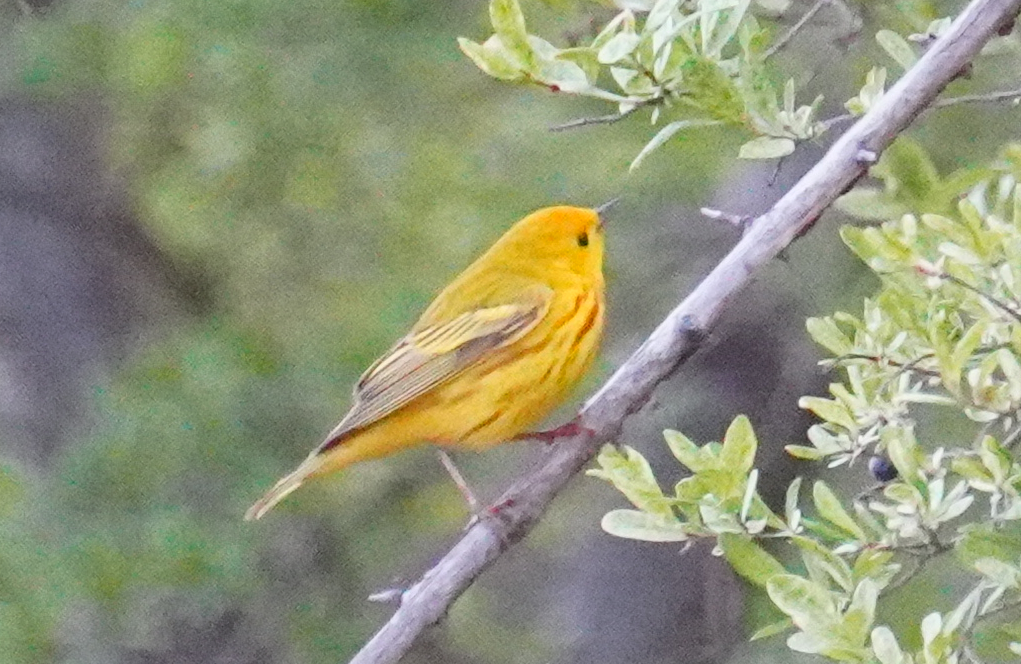 Yellow Warbler - T Y