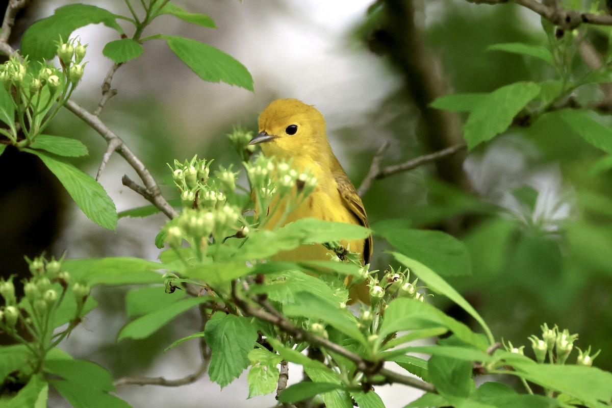 Yellow Warbler - Melissa Bicknell