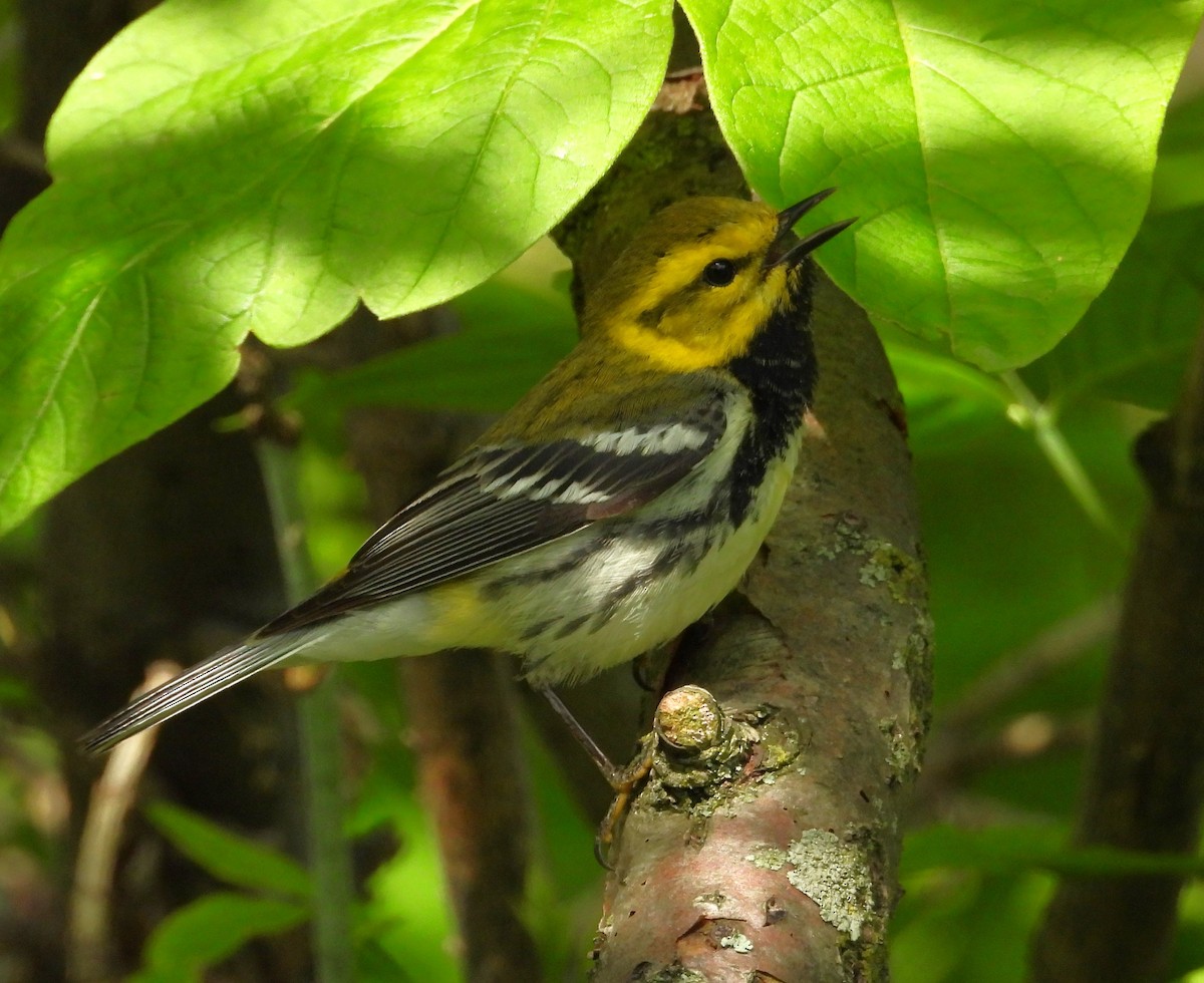 Black-throated Green Warbler - Janet Pellegrini