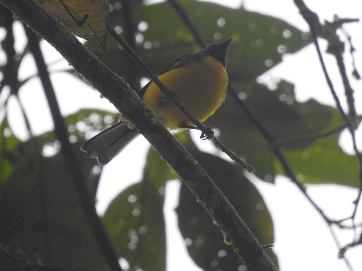 Slate-throated Redstart - fabian castillo