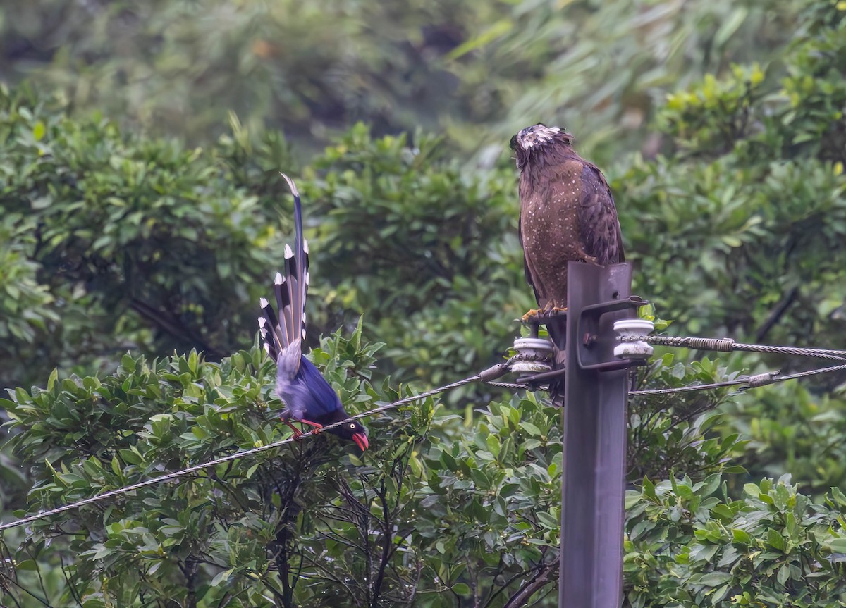 Crested Serpent-Eagle - Archer Wang