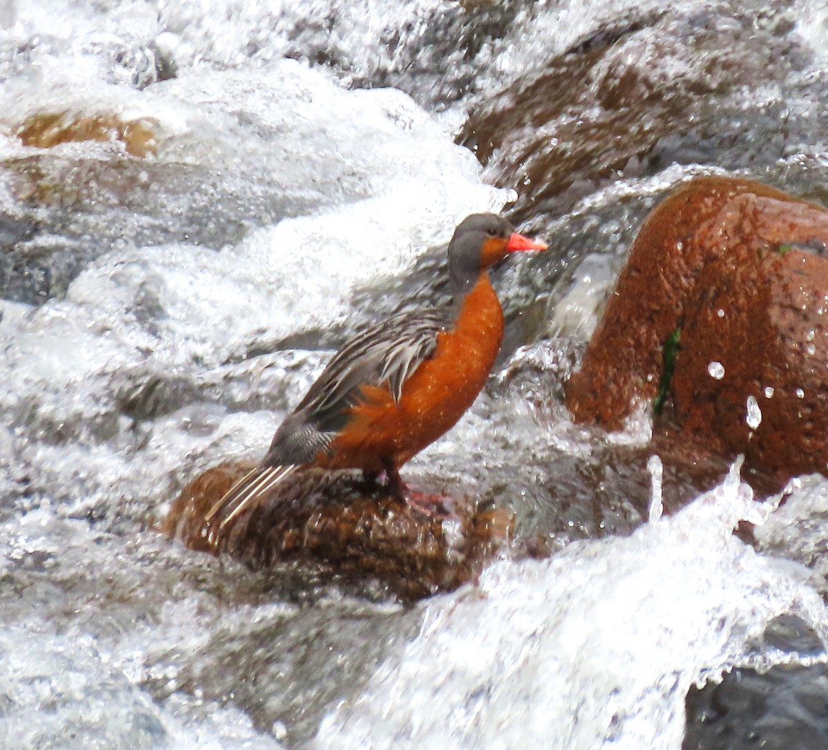 Torrent Duck - Chris Hayward