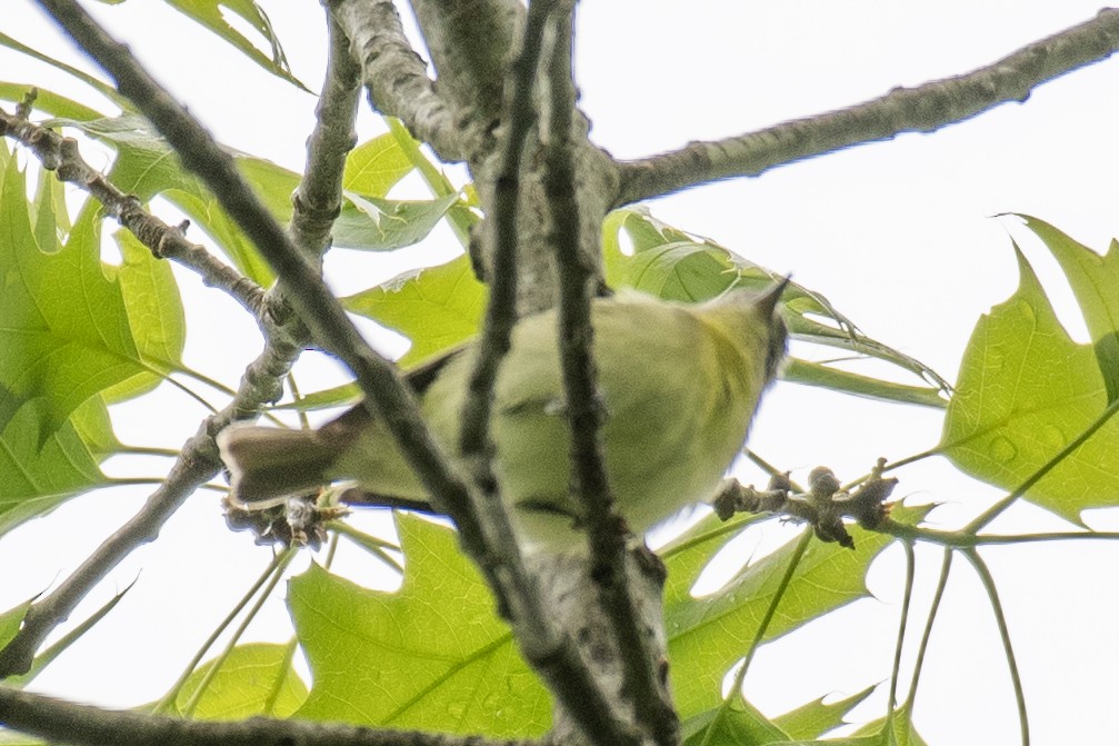 Philadelphia Vireo - Dave DeSarno