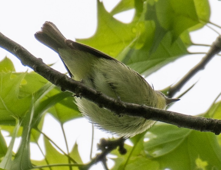 Philadelphia Vireo - Dave DeSarno