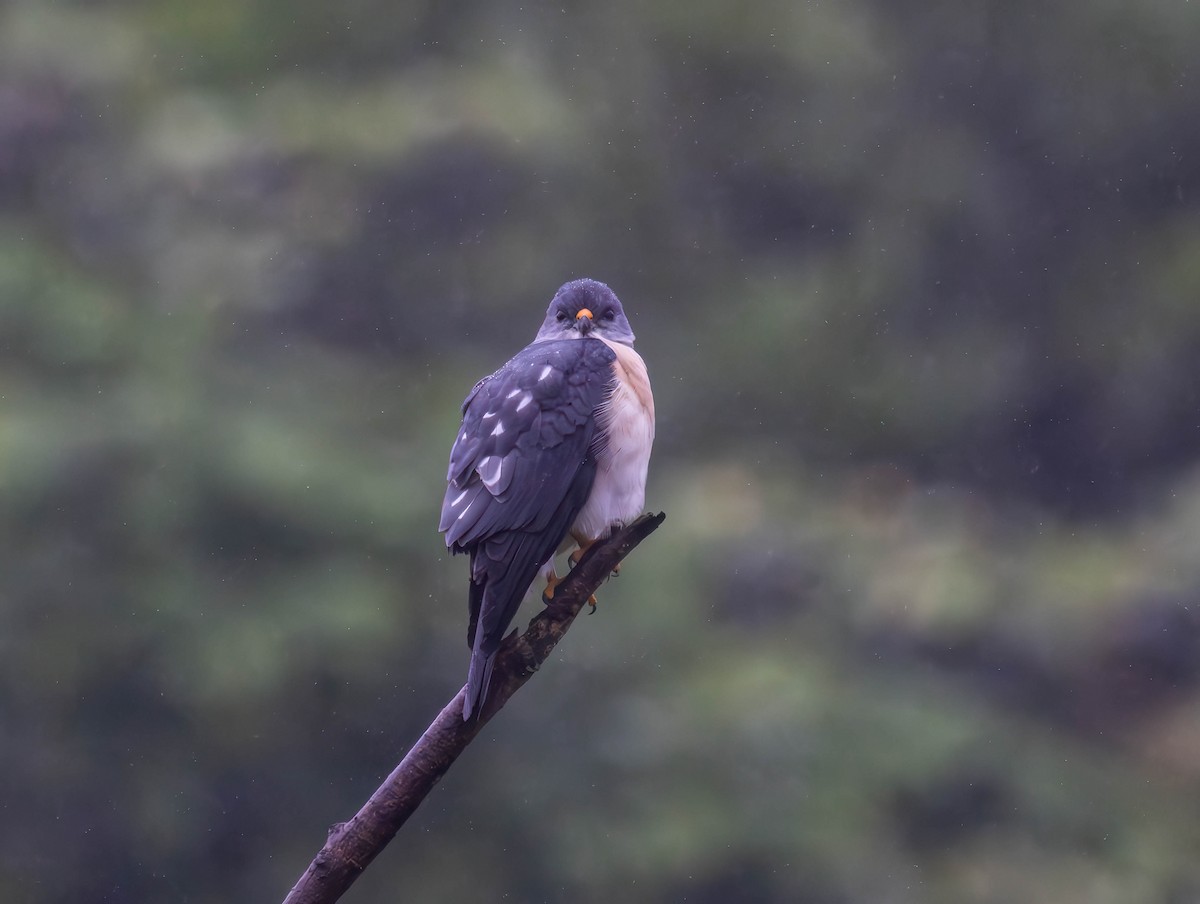 Chinese Sparrowhawk - Archer Wang