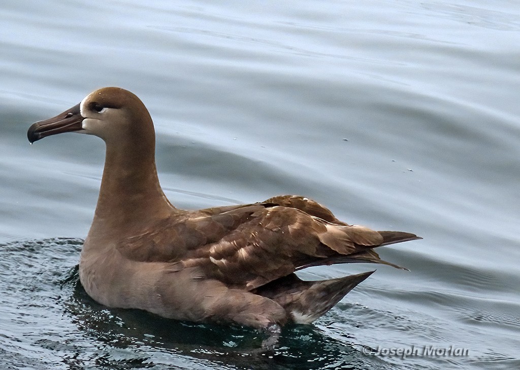 Black-footed Albatross - Joseph Morlan