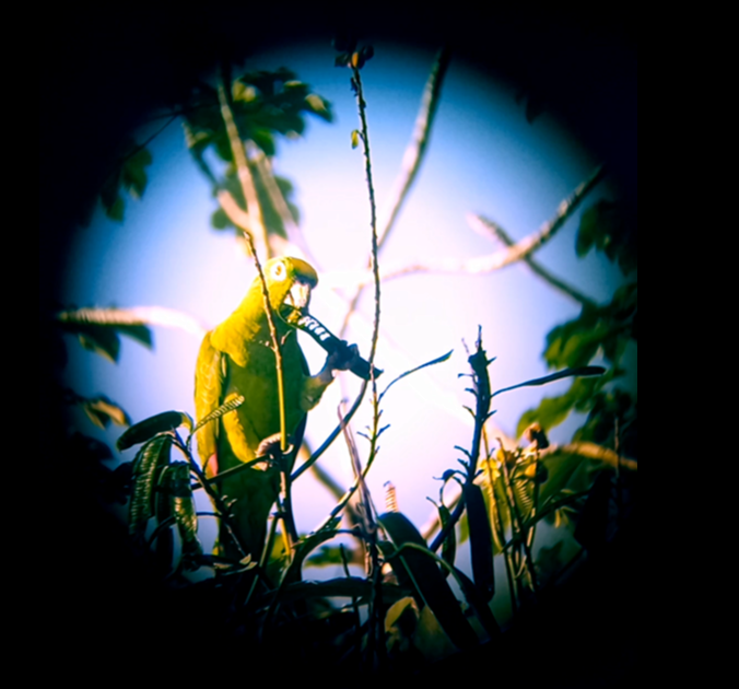 Yellow-crowned Parrot - THALIA DEL CASTILLO MUÑOZ