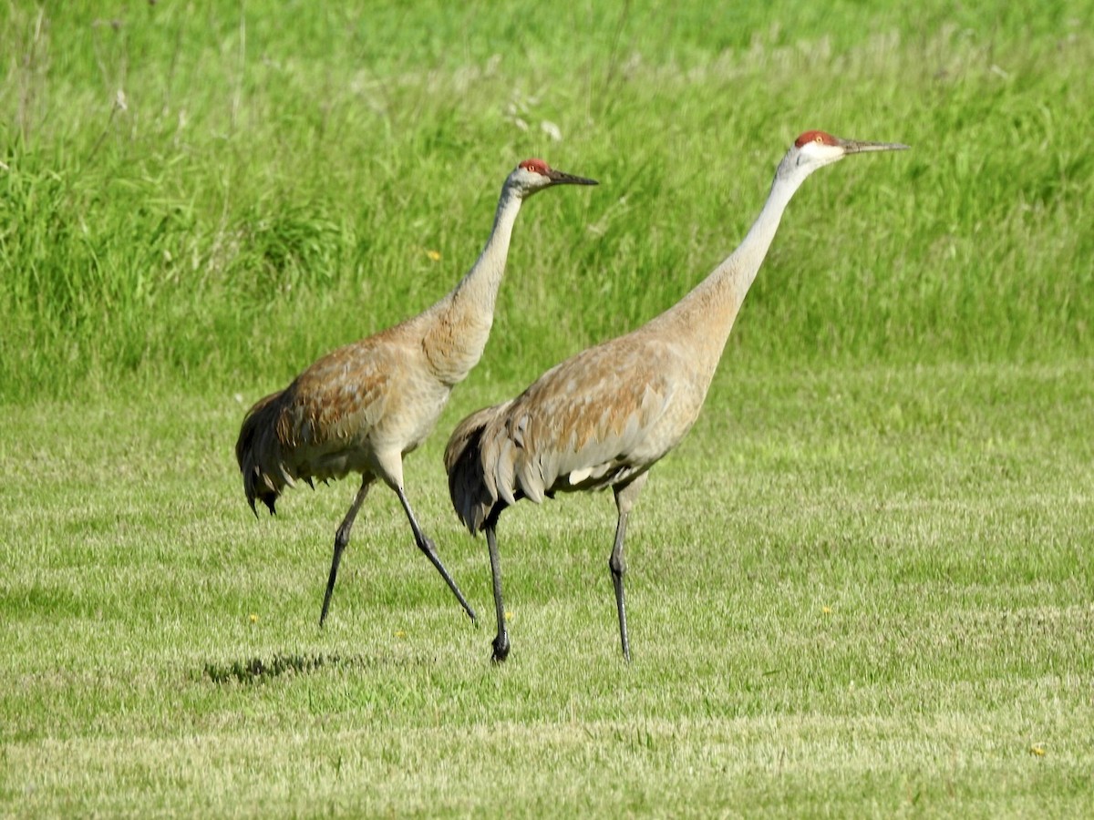 Sandhill Crane - Anita Hooker