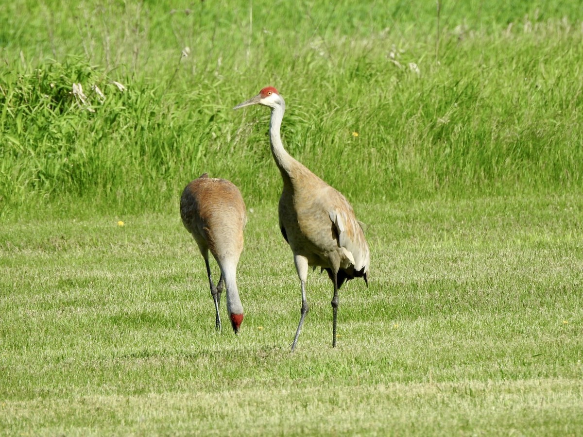 Sandhill Crane - Anita Hooker