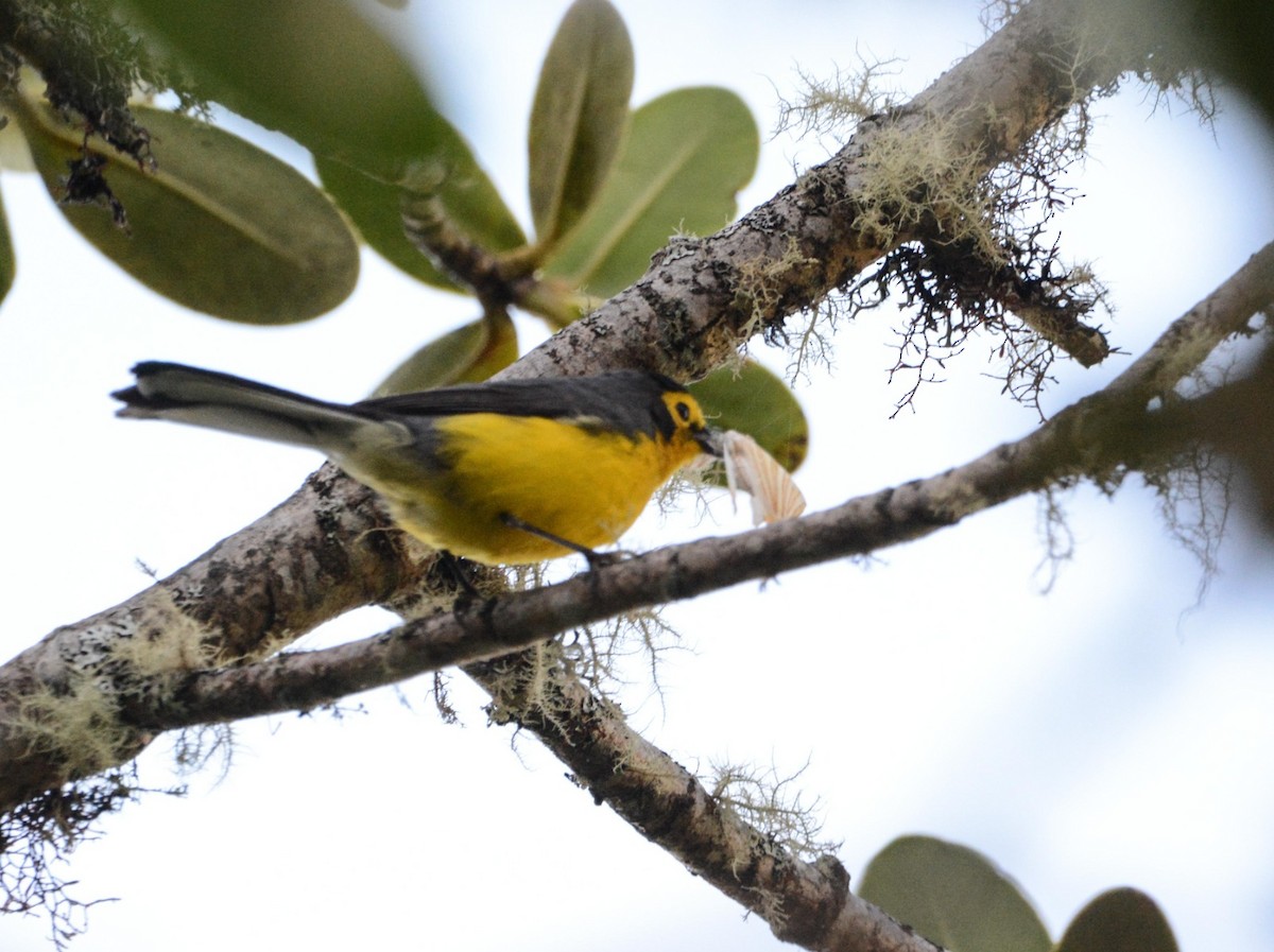 Spectacled Redstart - ERICK ANIBAL BARZOLA RICCI