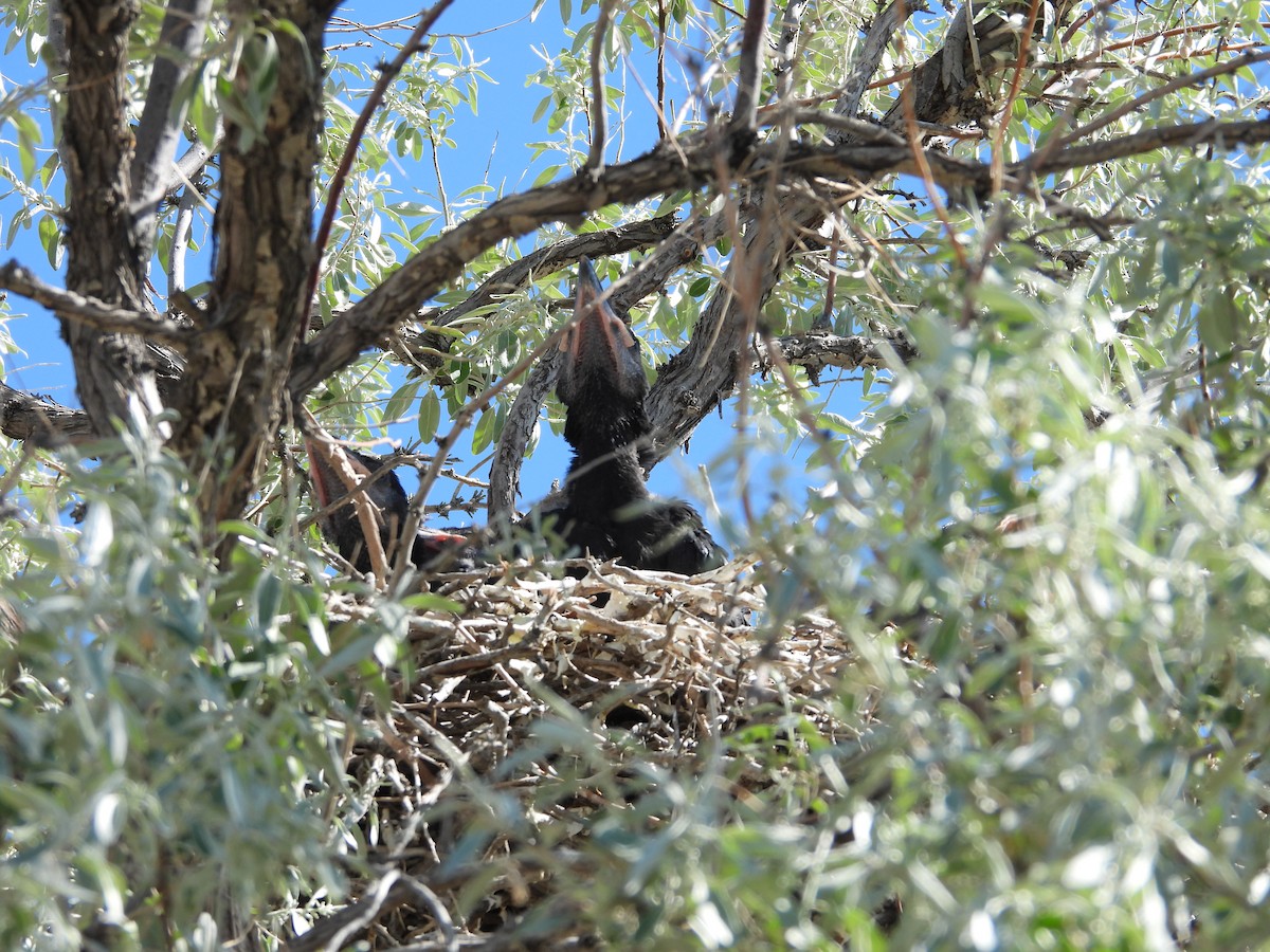 Common Raven - Carl Lundblad