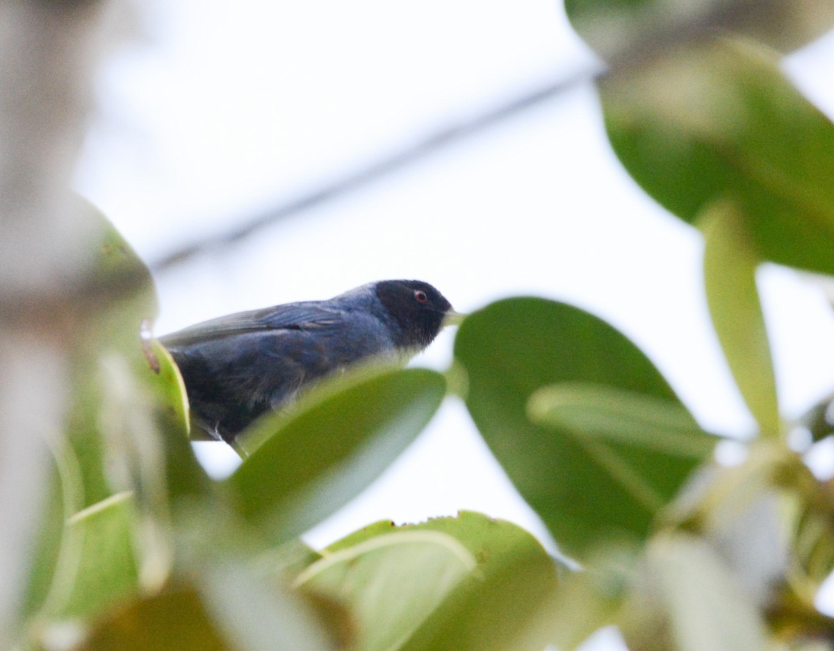 Masked Flowerpiercer - ML618939831